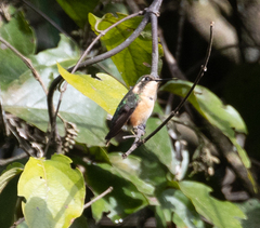 Chaetocercus mulsant