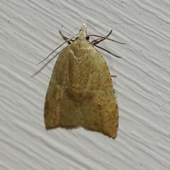 Coelostathma discopunctana