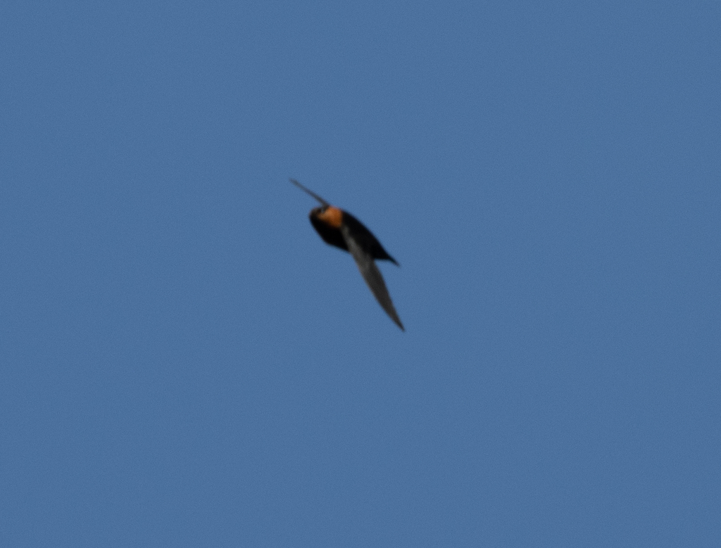 Chestnut-collared Swift