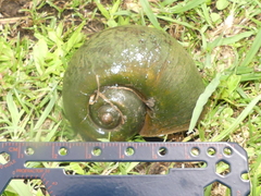 Pomacea maculata