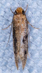 Tinea apicimaculella
