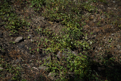 Symphoricarpos mollis