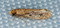 Tinea apicimaculella
