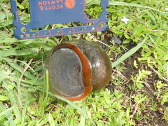 Pomacea maculata