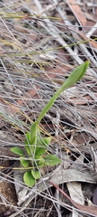 Pterostylis plumosa