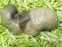Pomacea maculata
