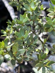 Larrea tridentata