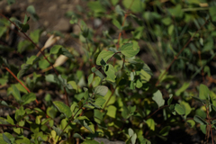 Symphoricarpos mollis