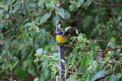 Eopsaltria australis