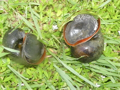 Pomacea maculata