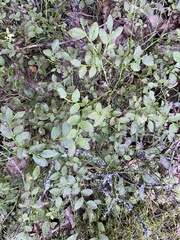 Vaccinium myrtillus