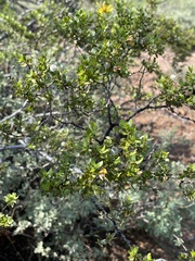 Larrea tridentata