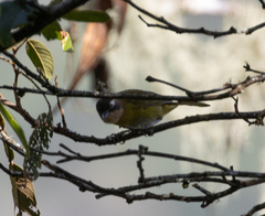 Chlorospingus flavopectus