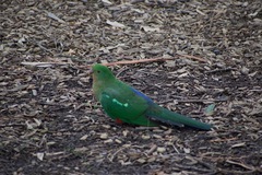 Alisterus scapularis