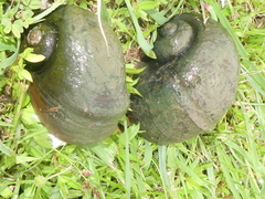 Pomacea maculata