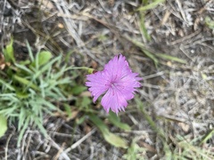 Dianthus