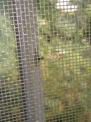 Platycryptus undatus