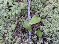 Maianthemum bifolium