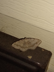 Digrammia ocellinata