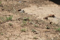 Aspidoscelis gularis