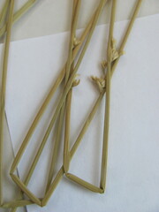 Juncus effusus solutus