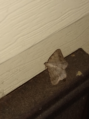 Digrammia ocellinata