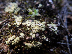 Gyalolechia subbracteata