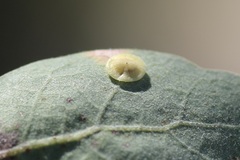 Andricus pattersonae