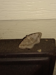 Digrammia ocellinata