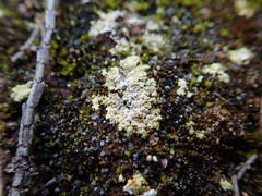 Gyalolechia subbracteata