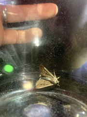 Mythimna unipuncta