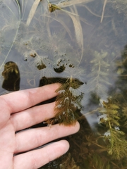 Myriophyllum