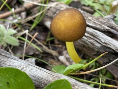 Pluteus romellii
