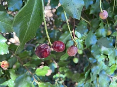 Prunus ilicifolia