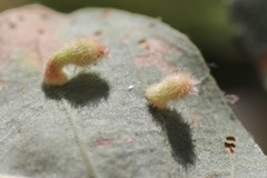 Atrusca clavuloides