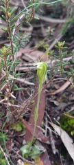 Pterostylis nana