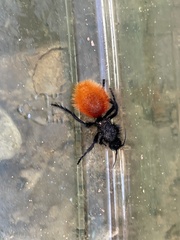 Dasymutilla magnifica