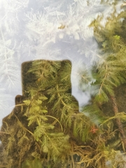 Myriophyllum