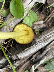 Pluteus romellii