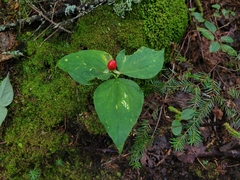 Trillium undulatum