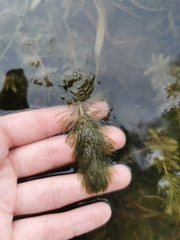 Myriophyllum