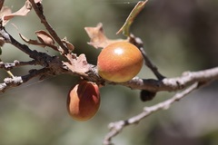 Andricus quercuscalifornicus