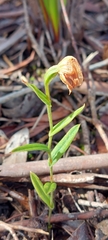 Pterostylis sanguinea