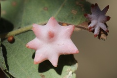 Cynips douglasii