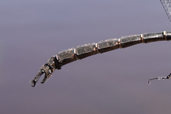 Somatochlora cingulata