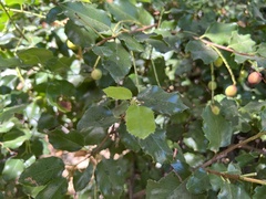 Prunus ilicifolia