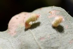 Atrusca clavuloides