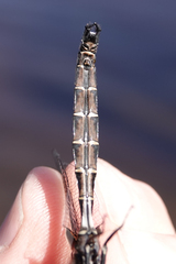 Somatochlora cingulata