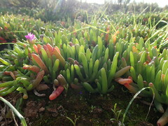 Ruschieae