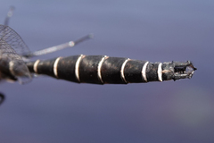 Somatochlora cingulata